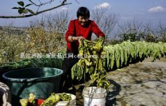 重庆綦江:咸菜飘香三江街