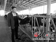 河北黄骅养殖户“以牛入股”鼓了钱袋子