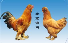 北京特产：“三毛”“三黄”的油鸡