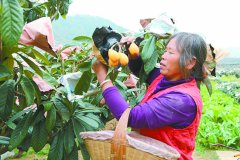 四川米易县：四亩枇杷带来的致富信心