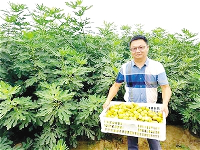 “北漂”小夫妻返乡创业 种下无花果 开出“致富花”