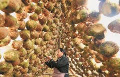 四川泸州市江阳区:种大头菜“给力”增收