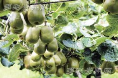 贵州水城：甜甜猕猴桃 铺就农业致富路