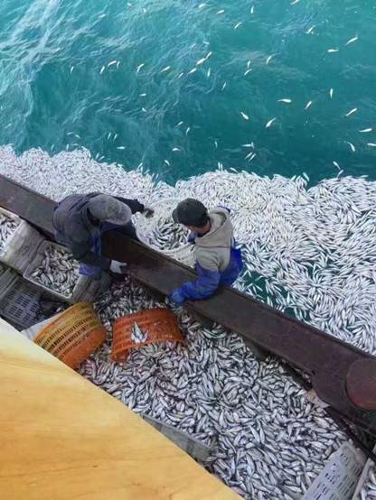 鱼群突然浮出 浙江渔船2小时白捡9000余公斤黄鱼(图)