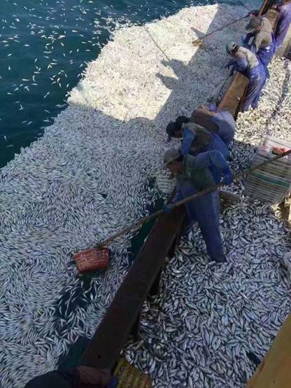 鱼群突然浮出 浙江渔船2小时白捡9000余公斤黄鱼(图)