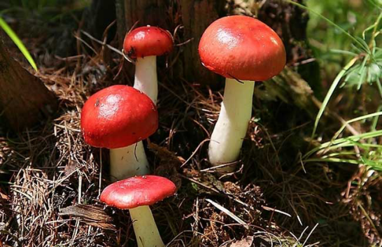 大学生回乡创业卖特产，闽西野生正红菇的价值