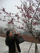 泸州丹林镇：农旅相融 荒芜山沟变身“樱花谷”助农增收