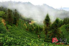 湖南隆回：开荒种上有机富硒茶 带动贫困户奔上致富路