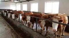 扶贫资金“造血”换黄牛 黑龙江古龙镇为农民找致富新路