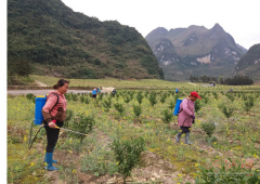 广西金城江区塘降村500多亩沙糖桔助力群众脱贫致富