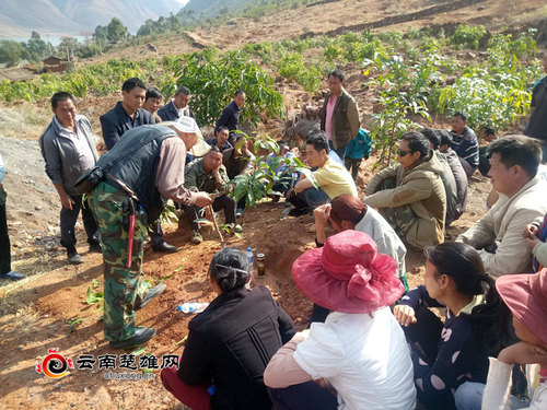 湾碧乡举办芒果种植嫁接技术培训班 (3)_副本