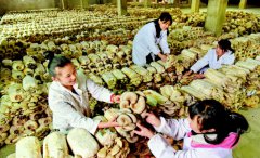 贵州龙里县2000余名群众家门口就业致富