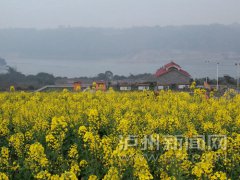 四川泸州种植油菜的少了 现榨菜油的更稀少了