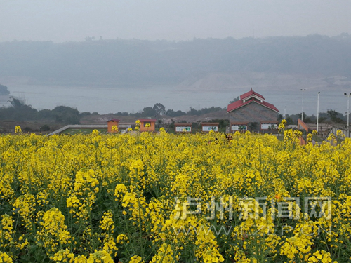 江阳区黄舣镇马道子村的油菜花海，吸引不少市民前来踏青。