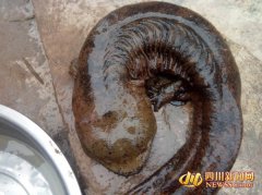 四川泸州赤水河禁渔后发现巨型野生娃娃鱼 长1米重18斤