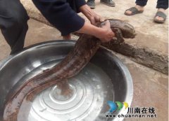 四川泸州市合江发现1米长野生娃娃鱼 实为罕见