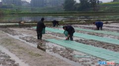 四川泸县立石镇：种粮大户春耕忙 带领村民共致富