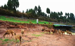 四川营山莫小东：回乡搞养殖 当起致富“领头雁”