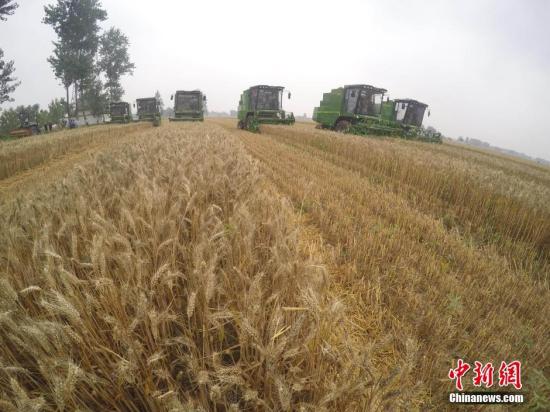 6月3日，收割机在麦田中收割。当日，安徽省涡阳县万亩麦田大面积收割，当地农业合作社使用联合收割机、打捆机、灭茬机、免耕播种机、粮食烘干机联合作业，实现了从粮食收获、秸秆还田综合利用、下季作物播种到粮食烘干、售卖的一体化作业，大幅提高了作业效率和经济效益。<a target='_blank'  data-cke-saved-href='http://www.chinanews.com/' href='http://www.chinanews.com/' _fcksavedurl='http://www.chinanews.com/'></p></table>中新社</a><p>　　记者 张娅子 摄