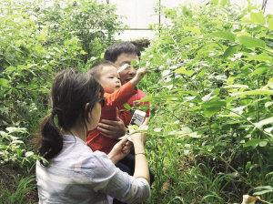 蓟州区蓝莓品鉴节特色发展农民致富（图）