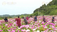 湖南这个偏远乡镇近千亩芍药花开美呆了