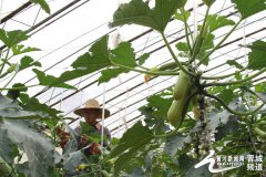 山西阳城：现代特色农业助农民致富增收