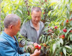 新绛三泉村：蔬菜水果全面发展 农民收入明显增加