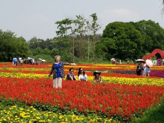 图为游人在花海里拍照留念。 杨海燕 摄 