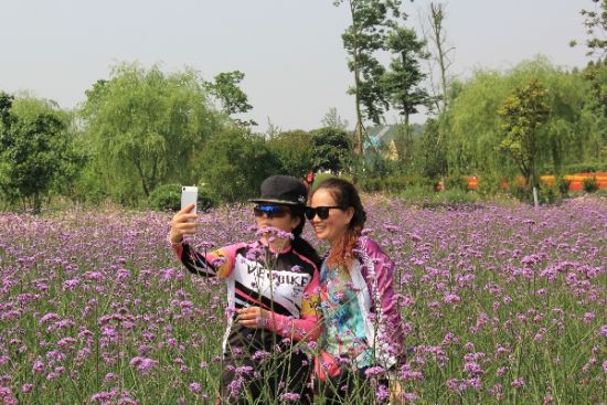 图为游人在花海里拍照。 杨海燕 摄 