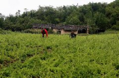 <b>重庆巫山：中药材助推高山乡镇脱贫</b>