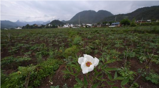 云南怒江兰坪县发展优势产业 助脱贫显成效 云南怒江兰坪县发展优势产业 助脱贫显成效