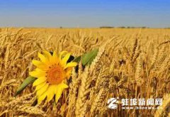 安徽蚌埠：多个乡镇小麦亩产超650公斤