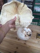 <b>四川泸州：村民采到2.8斤重大蘑菇 引网友围观</b>