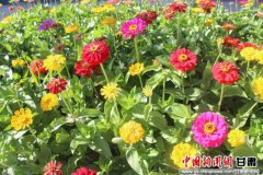 甘肃：瓜州县乡镇发展特色花卉种植 成农民脱贫增收亮点