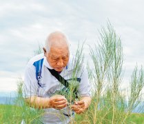新疆：治沙高手“刘红柳”