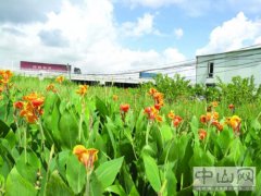 广州：“人工湿地”让乡村污水变清流