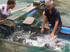 农村水产养殖致富路上两大拦路虎，农民惹不起