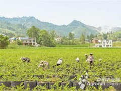<b>重庆：南川蔬菜基地 擦亮乡村旅游“金招牌”</b>