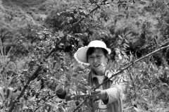<b>甘肃：陇南文县大力培育特色产业 打造全域花椒种植乡镇</b>