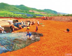 <b>云南：弥勒市弥阳镇“产业＋”激活脱贫内生动力</b>