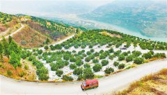 <b>重庆：奉节脐橙怎样成为“网红”</b>