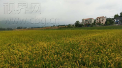 重庆：垫江沙坪镇 中国最美乡村的“共享”计划