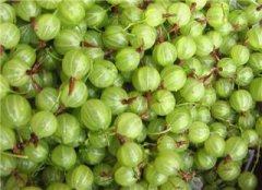 河北：小小“灯笼果”照亮群众脱贫致富路 亩产值1.5万元左右