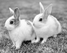 <b>新疆：回乡养獭兔闯出致富路 纯利润可达80万元</b>