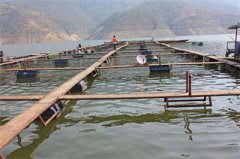 “浪里白条”的创业梦：探索鱼池中立体种养模式