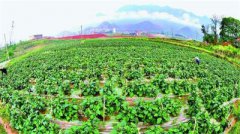 <b>贵州：出台蔬菜产业扶贫方案 培育700家蔬菜龙头企业</b>