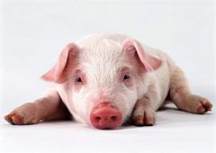 短期猪价很难出现上涨 养殖户保持正常的出栏节奏