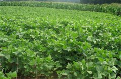 黑龙江：海北镇精心打造万亩富硒大豆示范园区