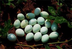 <b>绿壳鸡蛋成脱贫致富“金蛋蛋” 农户实现增收致富</b>