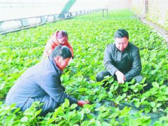 <b>黑龙江小草莓结出＂致富果＂ 带动一大批农民脱贫</b>